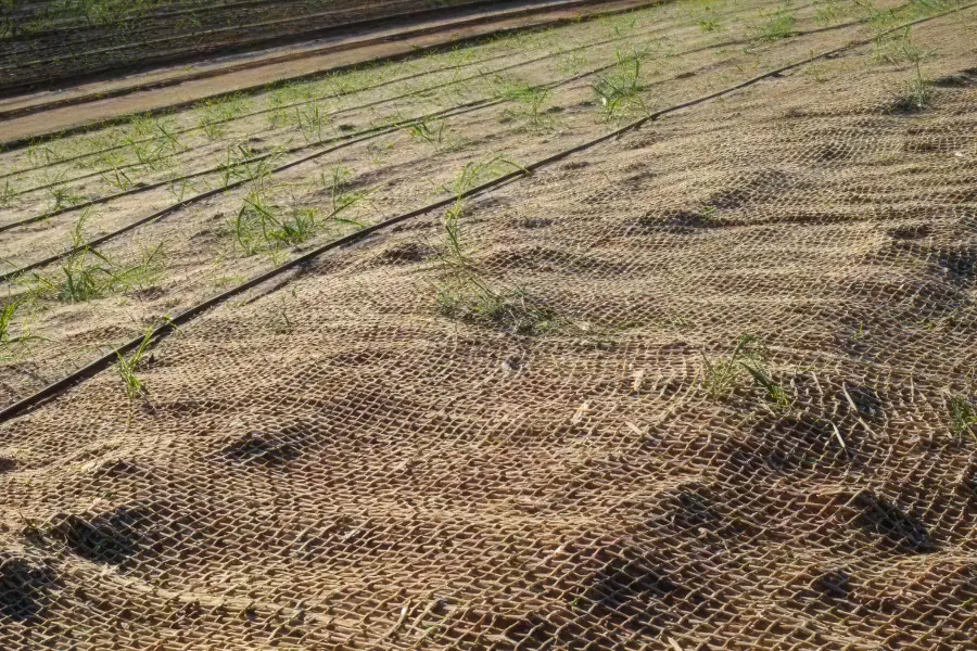 Coir matting with emerging green grass shoots and irrigation lines for erosion control.