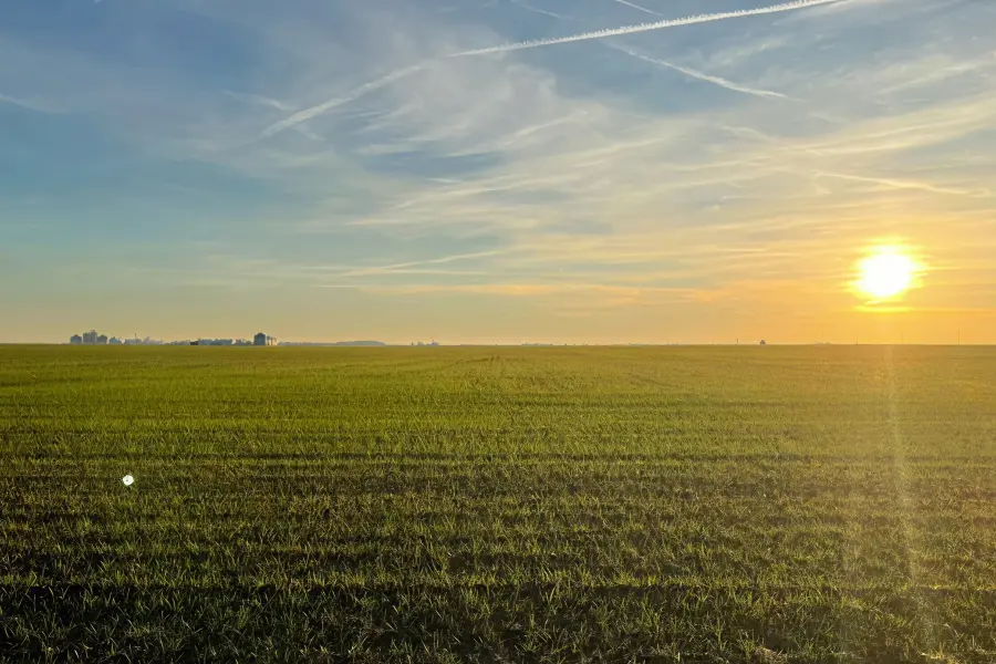 grassy field at sunset