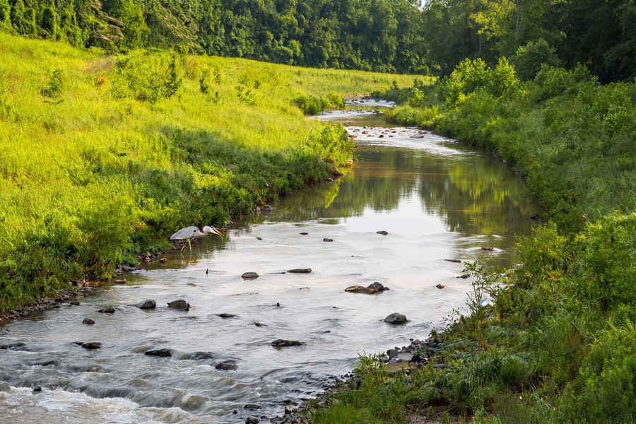 A great blue heron wades in a shallow, winding river surrounded by lush green banks and trees.
