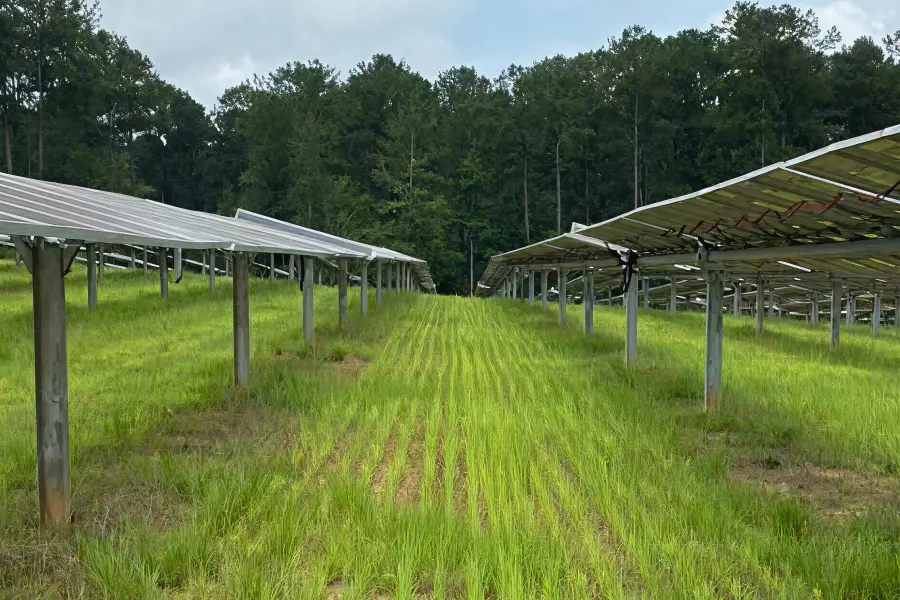seeds and budding grass planted in lines around solar plant