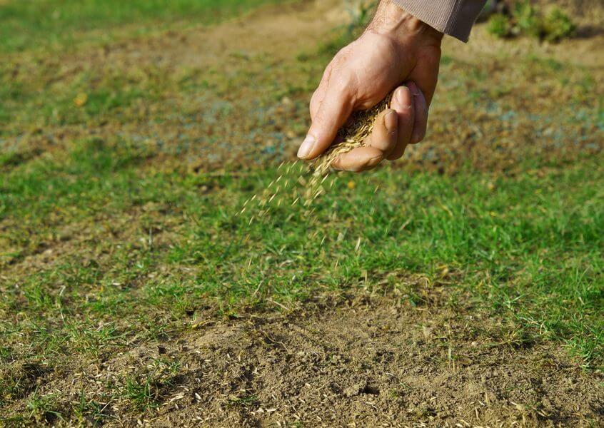Specialty Seed Mixes